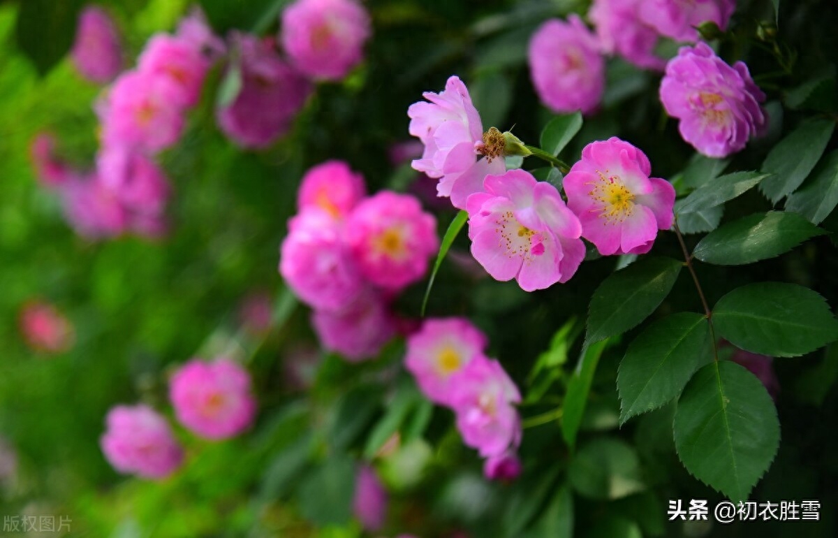 描写蔷薇花经典的古诗（杜牧蔷薇花两首）