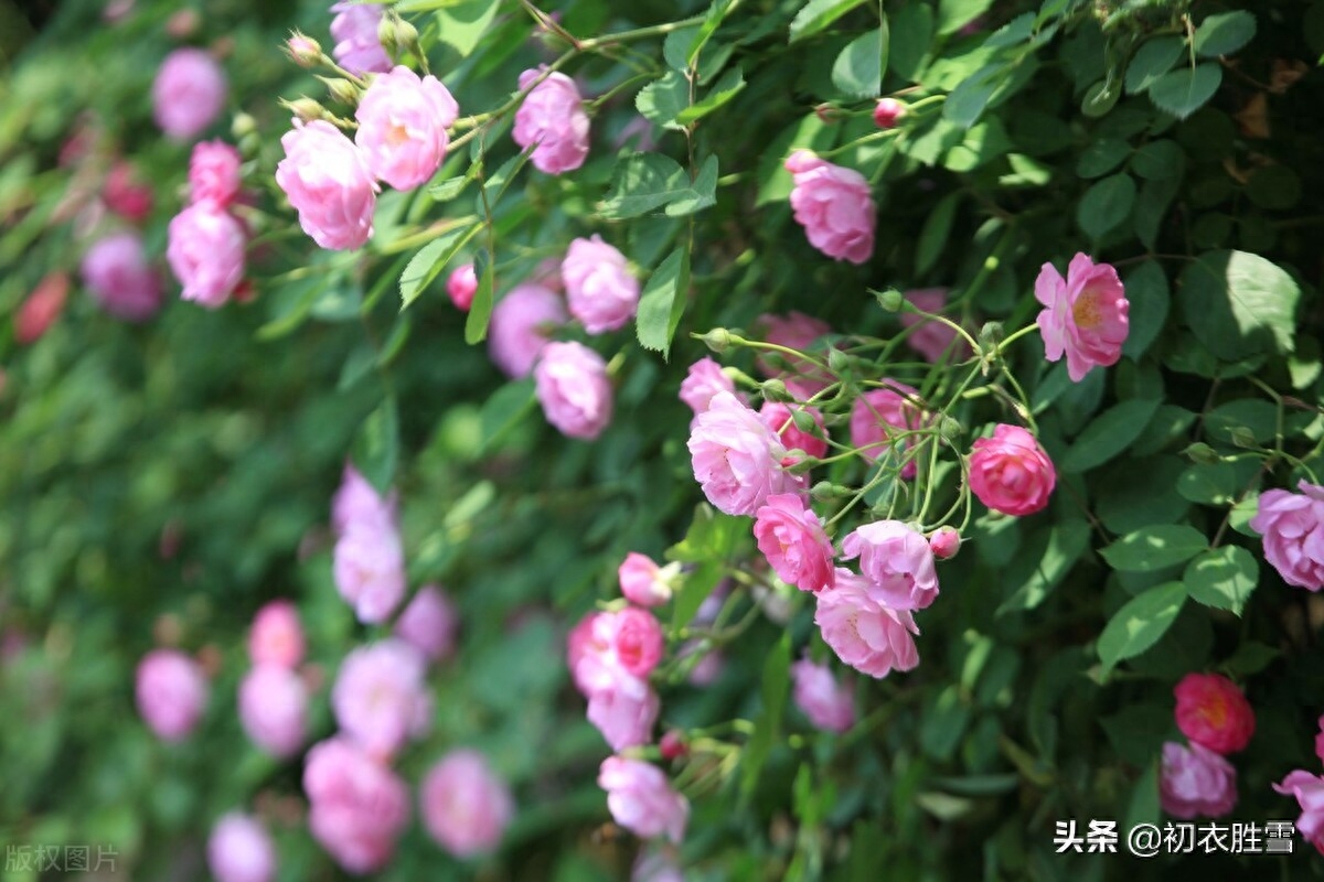 描写蔷薇花经典的古诗（杜牧蔷薇花两首）