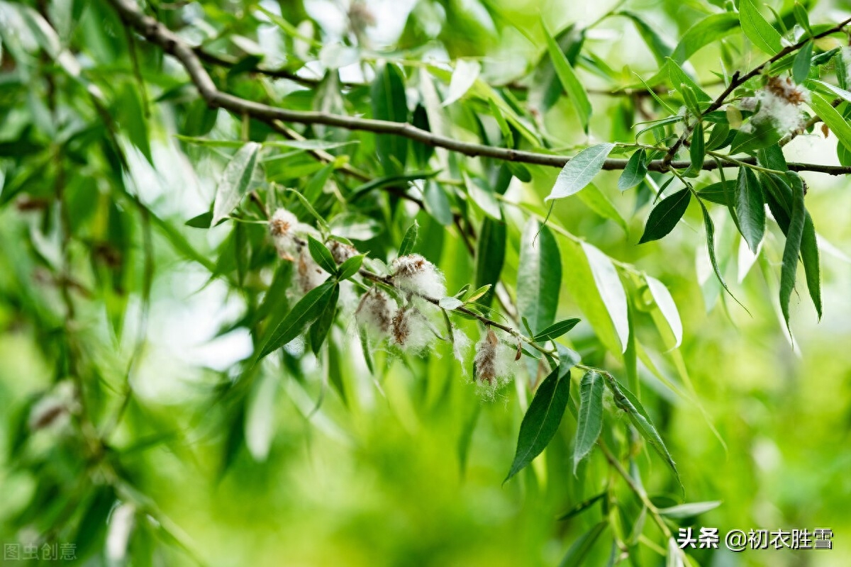 柳花经典古诗有哪些（晚春花信之柳花七首）