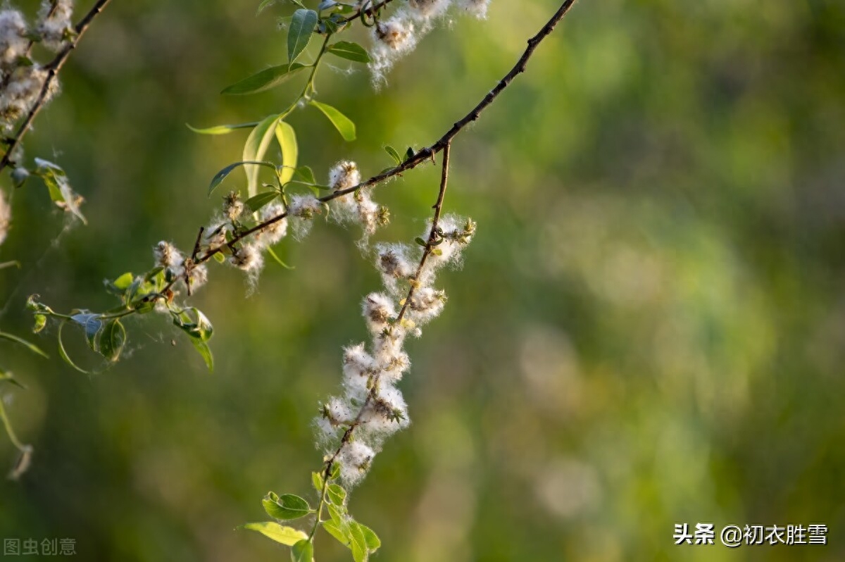 柳花经典古诗有哪些（晚春花信之柳花七首）