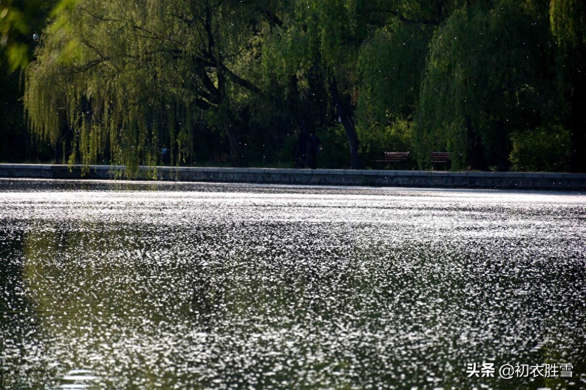 柳花经典古诗有哪些（晚春花信之柳花七首）