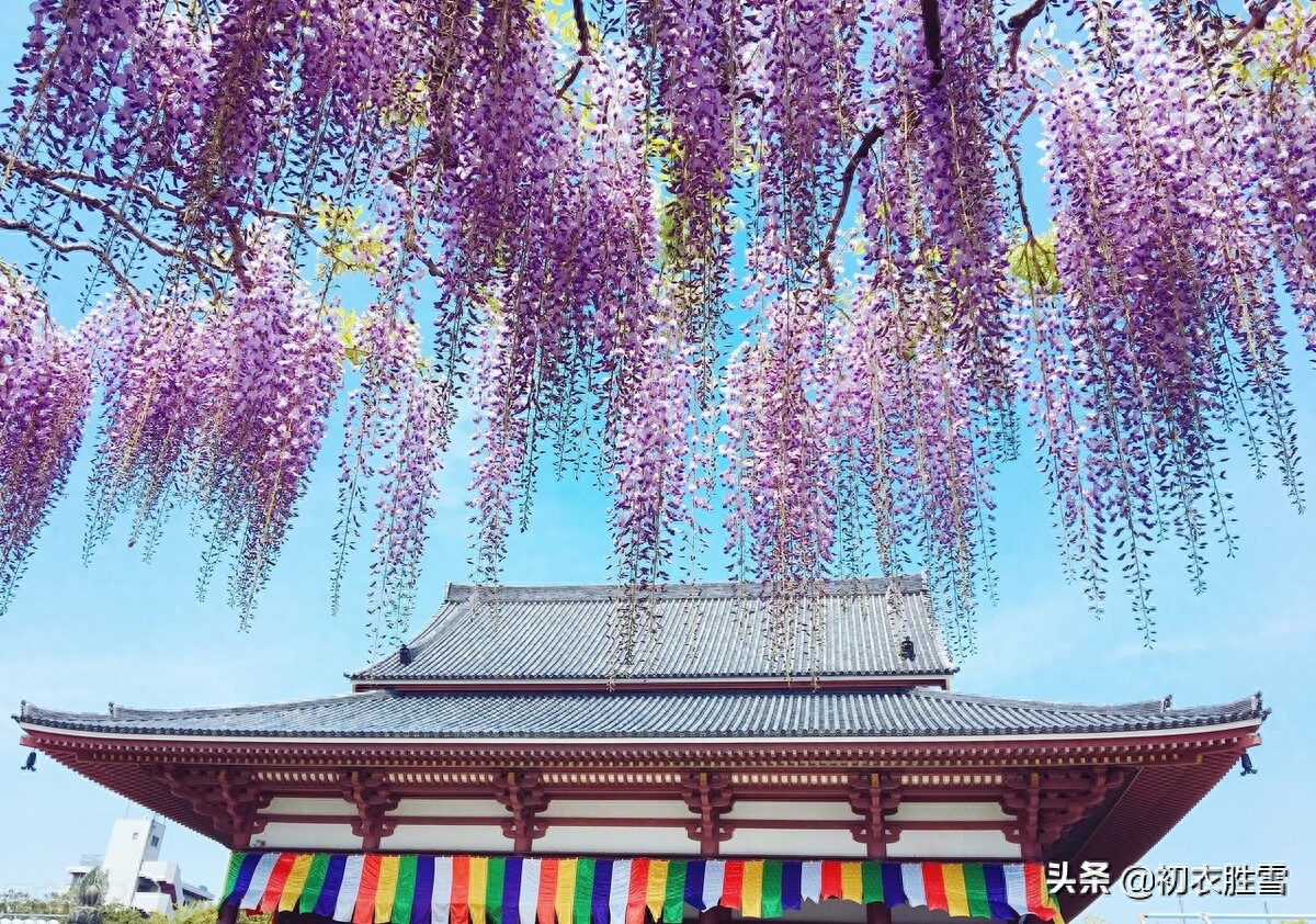 紫藤花经典古诗有哪些（晚春紫藤花唯美唐诗四首）