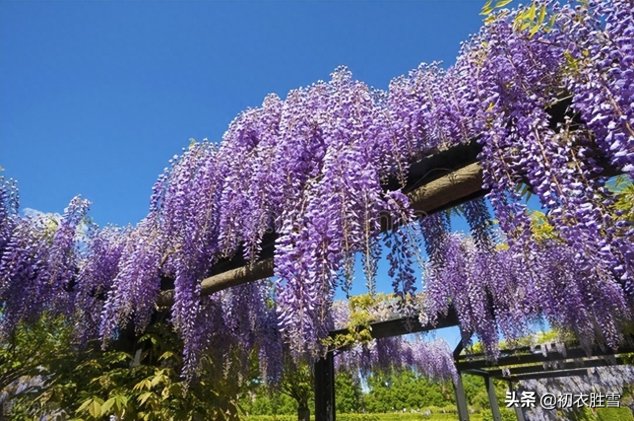 紫藤花经典古诗有哪些（晚春紫藤花唯美唐诗四首）