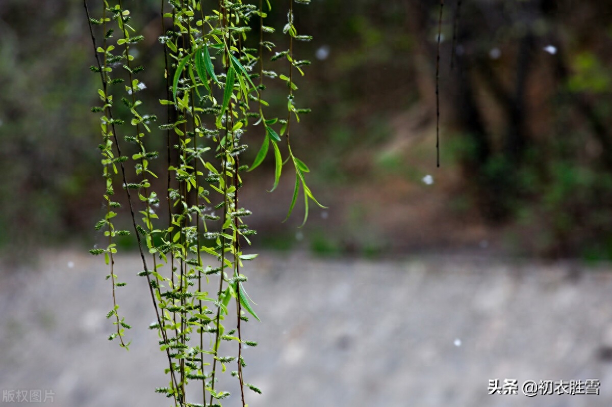 晚春经典古诗大全（落花犹在，人面知何处）