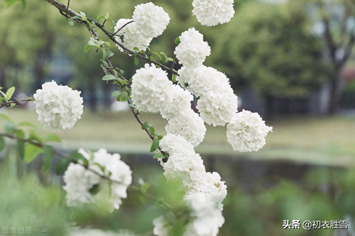 绣球花经典古诗有哪些（晚春绣球花诗词六首）