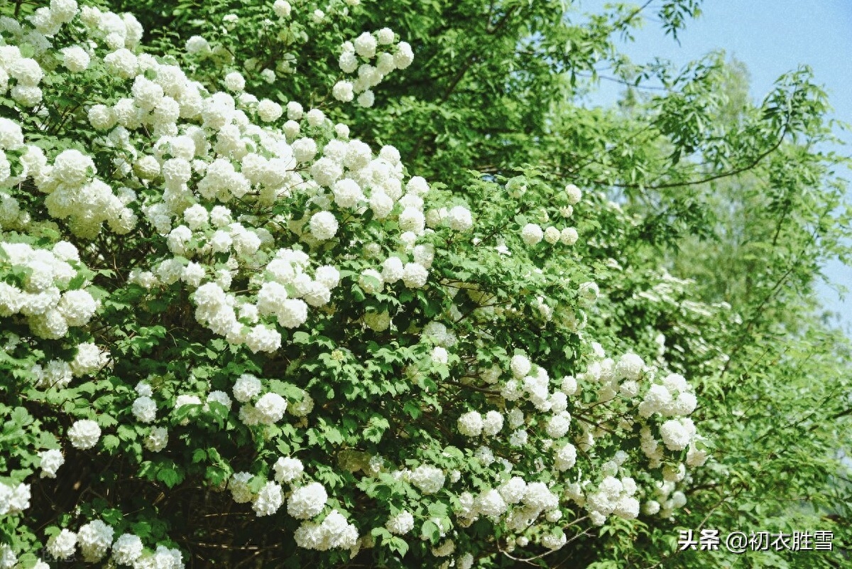 绣球花经典古诗有哪些（晚春绣球花诗词六首）