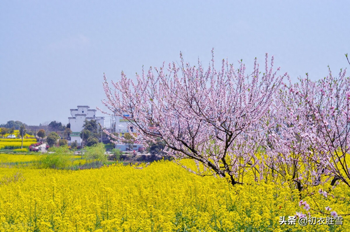 菜花经典古诗有哪些（晚春菜花美诗八首）