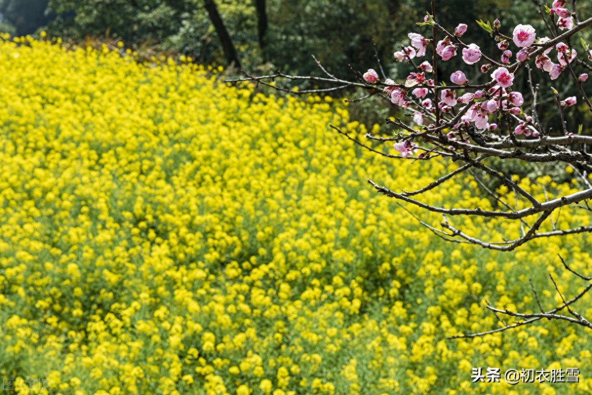 菜花经典古诗有哪些（晚春菜花美诗八首）