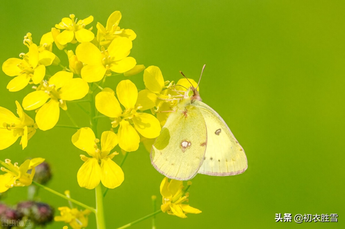 菜花经典古诗有哪些（晚春菜花美诗八首）