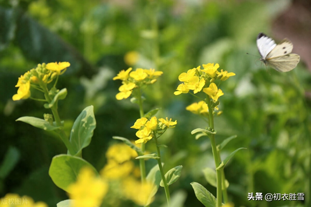 菜花经典古诗有哪些（晚春菜花美诗八首）