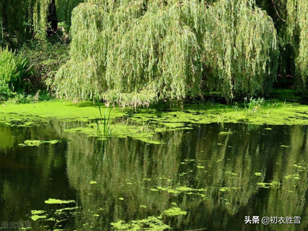 柳絮经典古诗词鉴赏（晚春柳絮诗词五首）