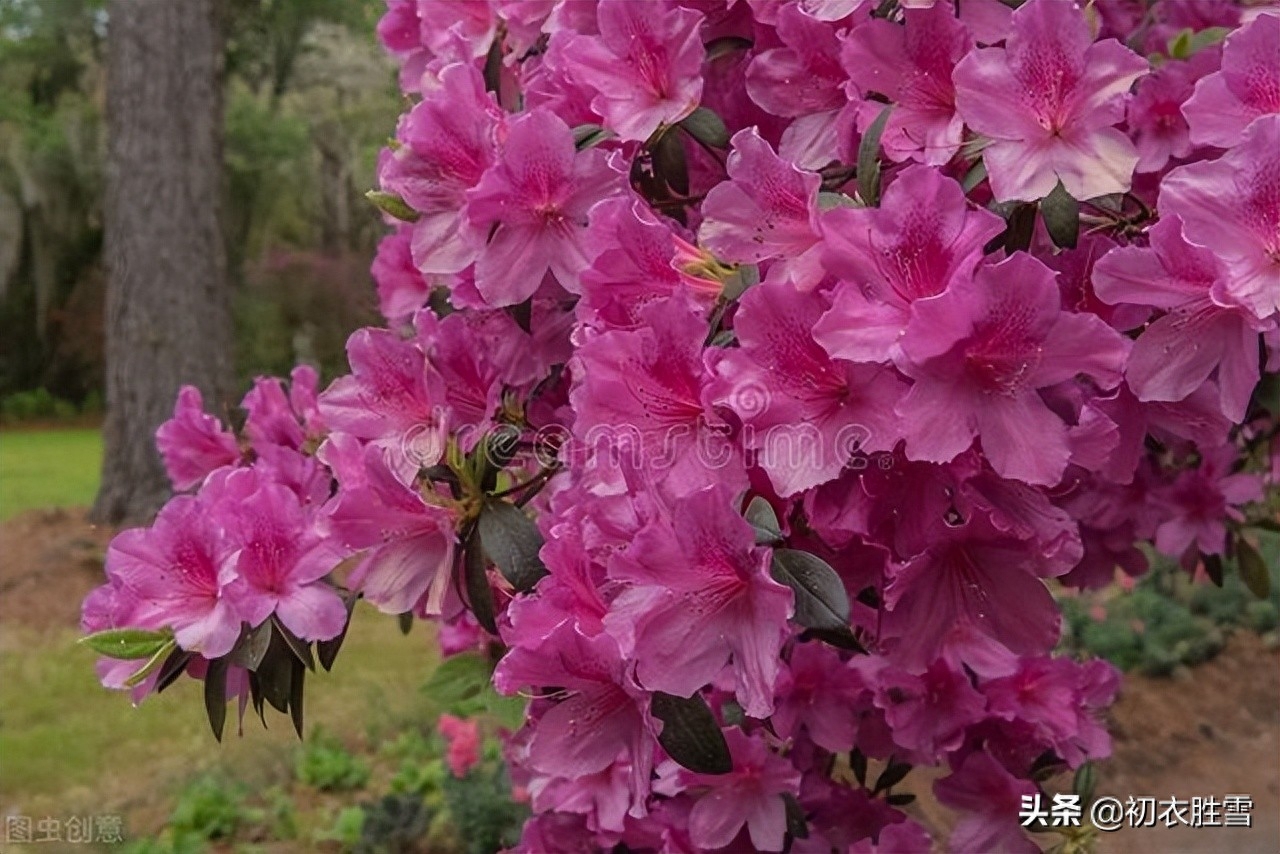 杜鹃花经典古诗有哪些（晚春杜鹃花美诗六首）