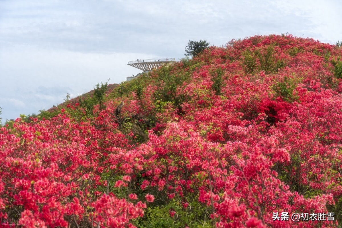 杜鹃花经典古诗有哪些（晚春杜鹃花美诗六首）