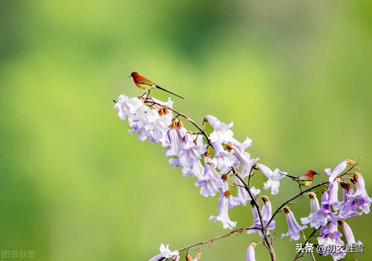 元稹桐花凤经典古诗（晚春桐花凤六首）