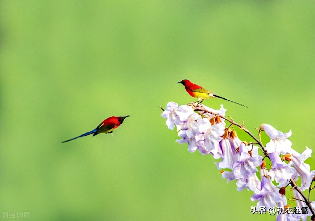 元稹桐花凤经典古诗（晚春桐花凤六首）