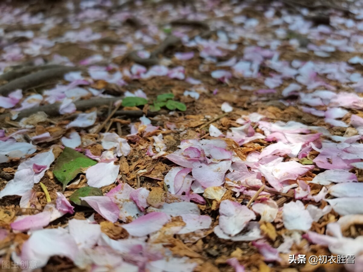 落花经典古诗有哪些（暮春落花绝句五首赏析）