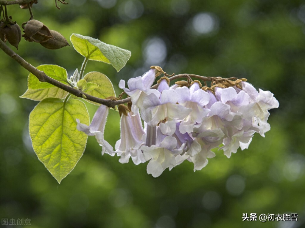 关于梧桐树的唯美诗句（清明节气桐花美诗七首）