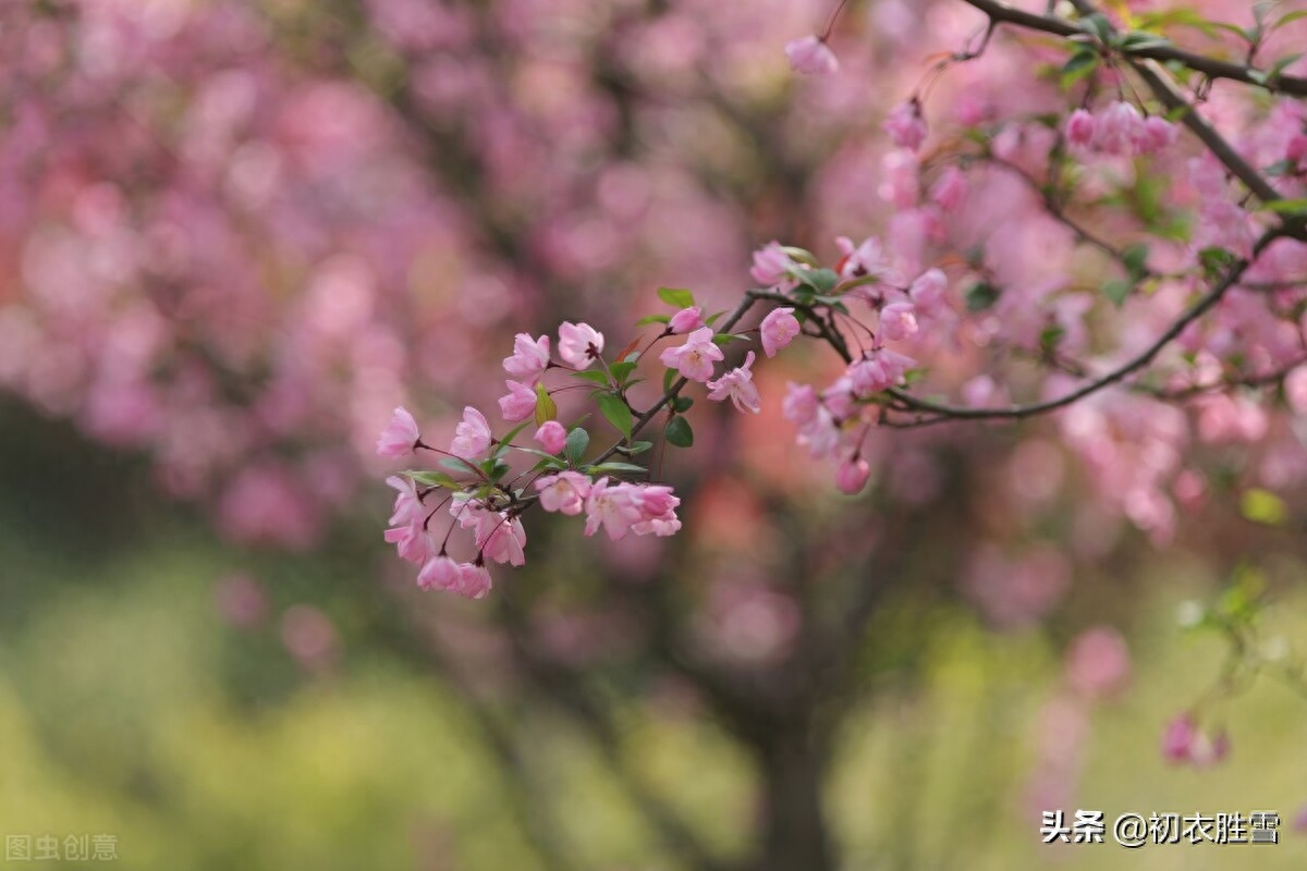 海棠花经典古诗有哪些（晏殊富丽海棠花三首）