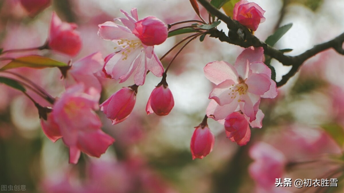 海棠花经典古诗有哪些（晏殊富丽海棠花三首）