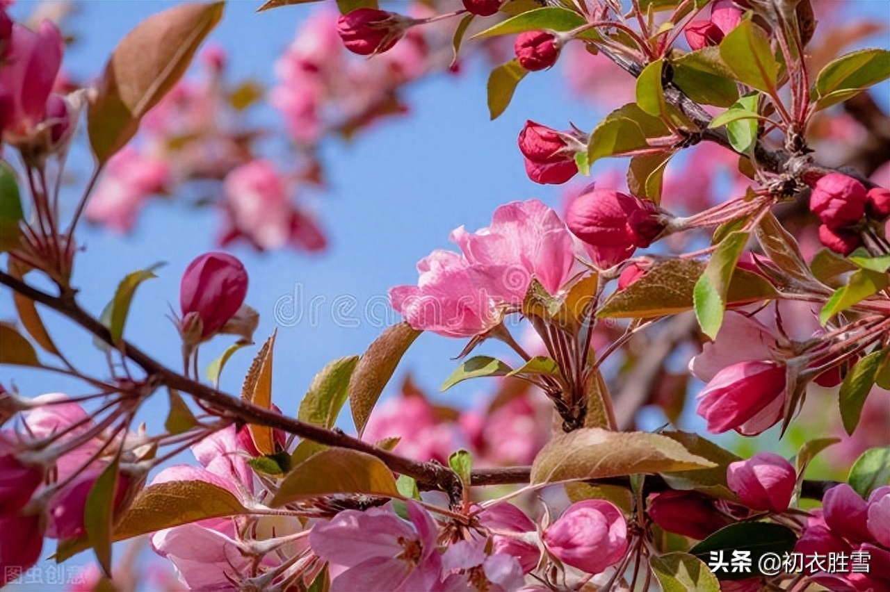 海棠花经典古诗有哪些（晏殊富丽海棠花三首）