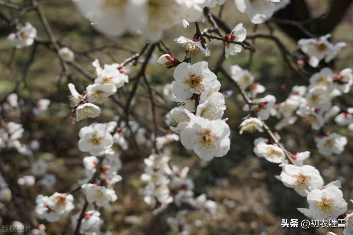 惊蛰的诗词古句有哪些（惊蛰节气美词四首）