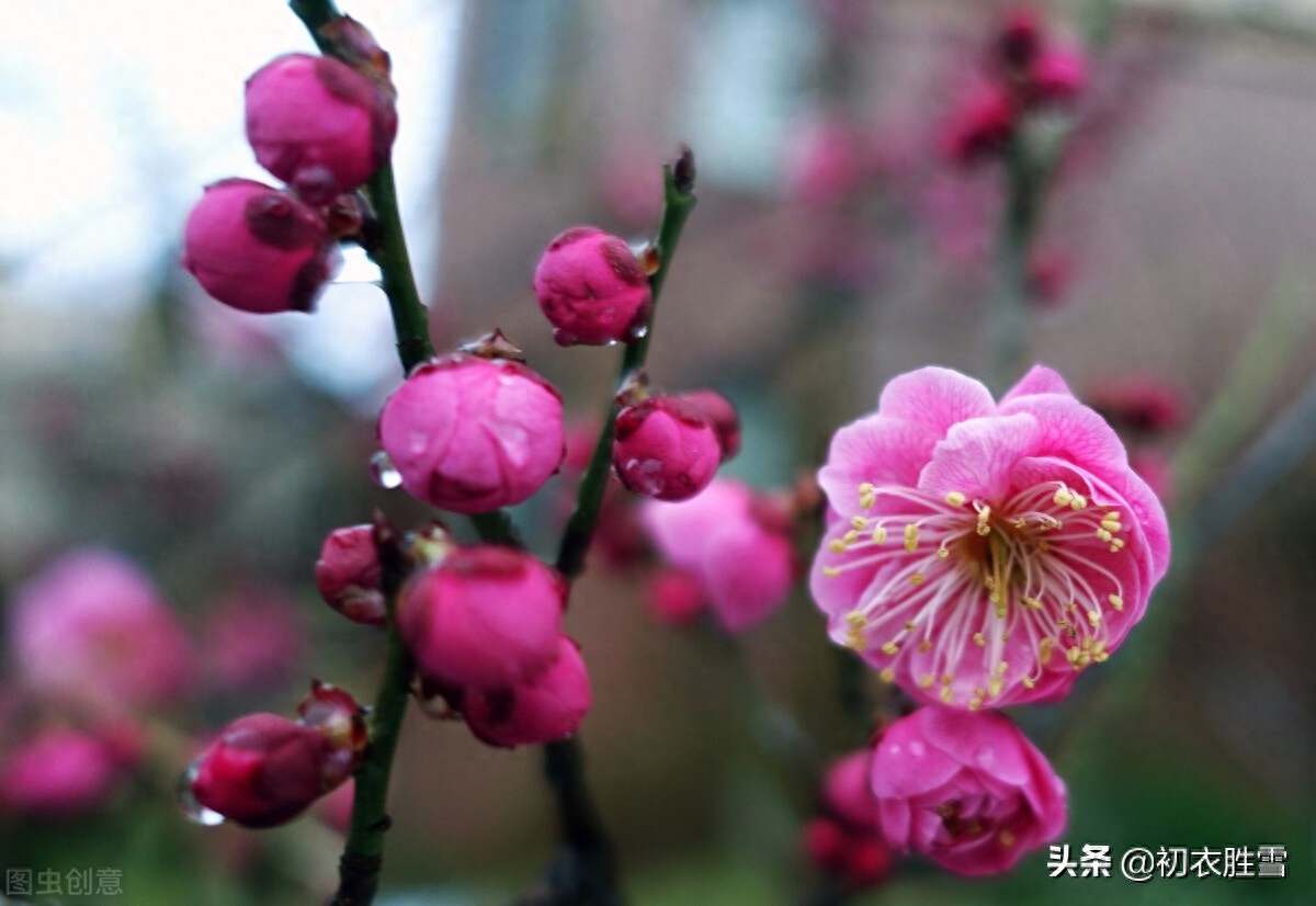 梅花诗词古句有哪些（春寒梅花诗词七首）