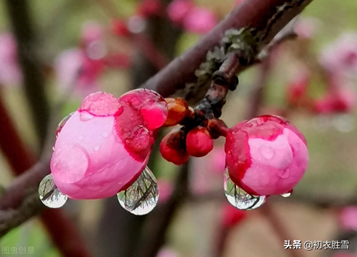 梅花诗词古句有哪些（春寒梅花诗词七首）