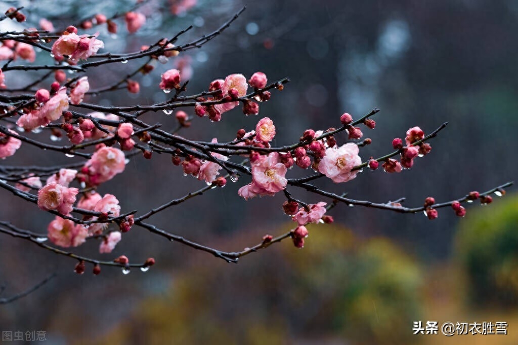 梅花诗词古句有哪些（春寒梅花诗词七首）