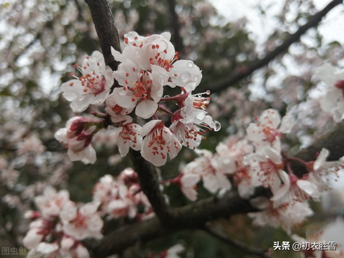 杏花唯美诗词大全（早春春雨杏花六首）