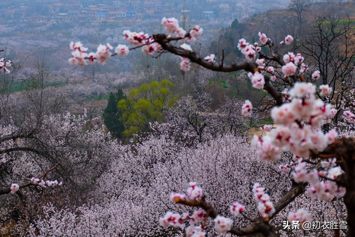 杏花唯美诗词大全（早春春雨杏花六首）