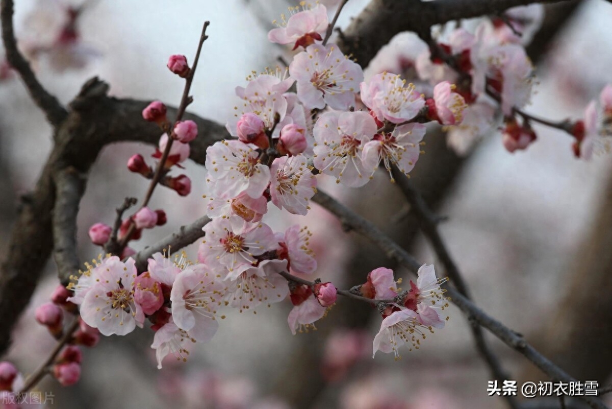 杏花唯美诗词大全（早春春雨杏花六首）