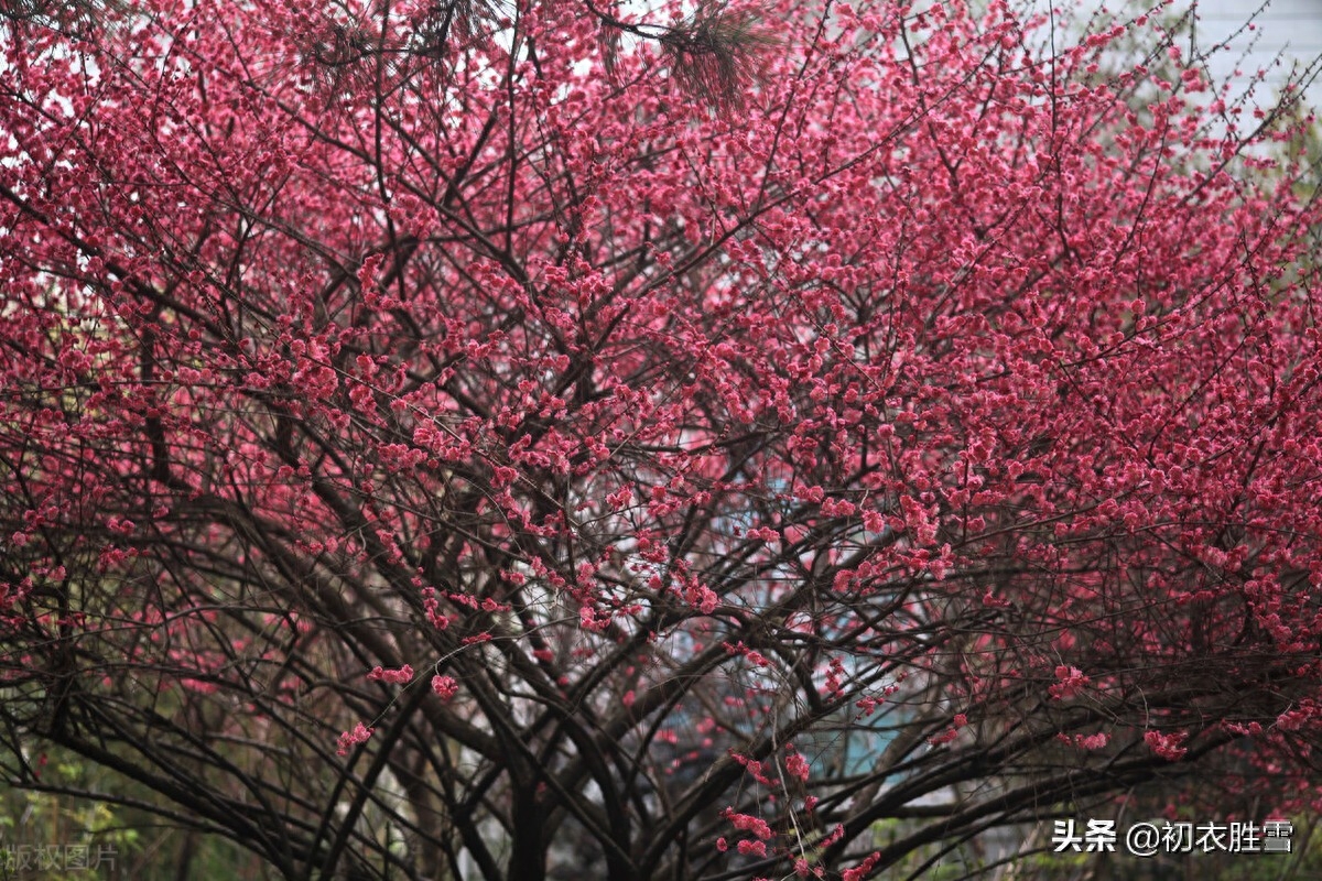 梅花诗词古句精选（早春梅花盛开美诗六首）