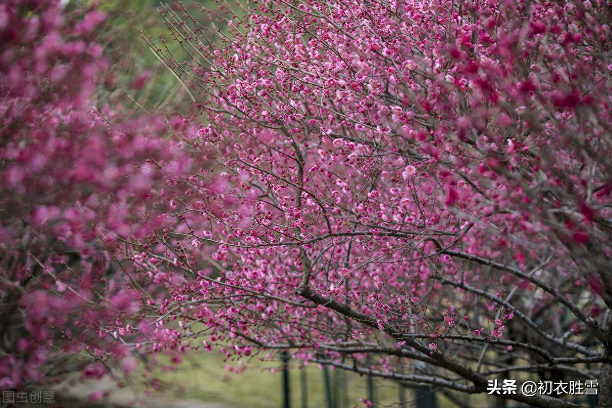 梅花诗词古句精选（早春梅花盛开美诗六首）