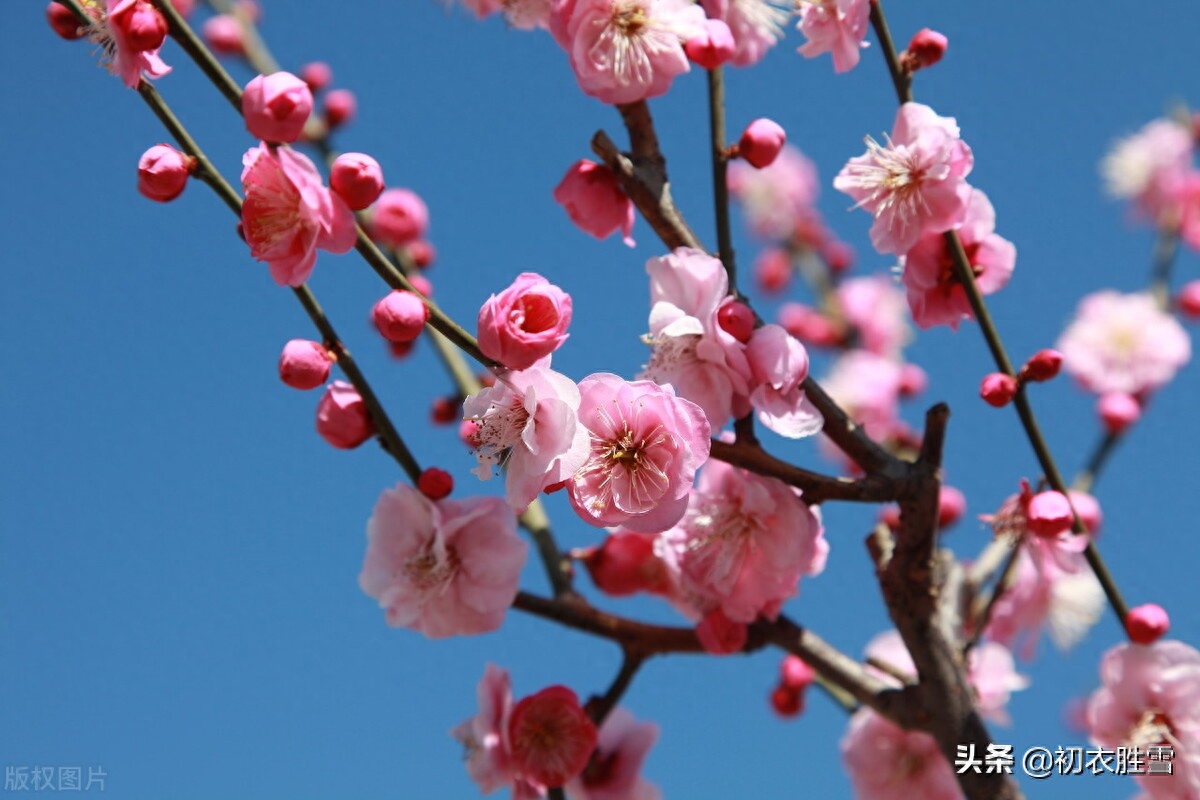 梅花诗词古句精选（早春梅花盛开美诗六首）