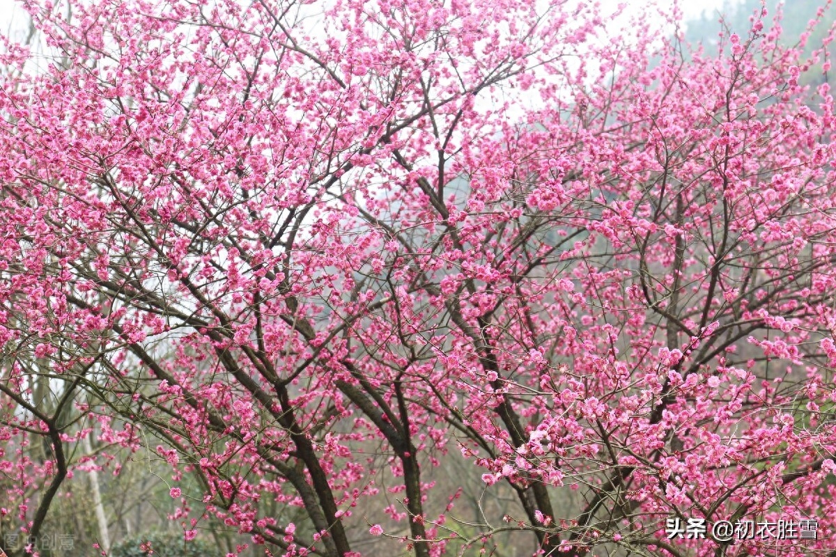 梅花诗词古句精选（早春梅花盛开美诗六首）