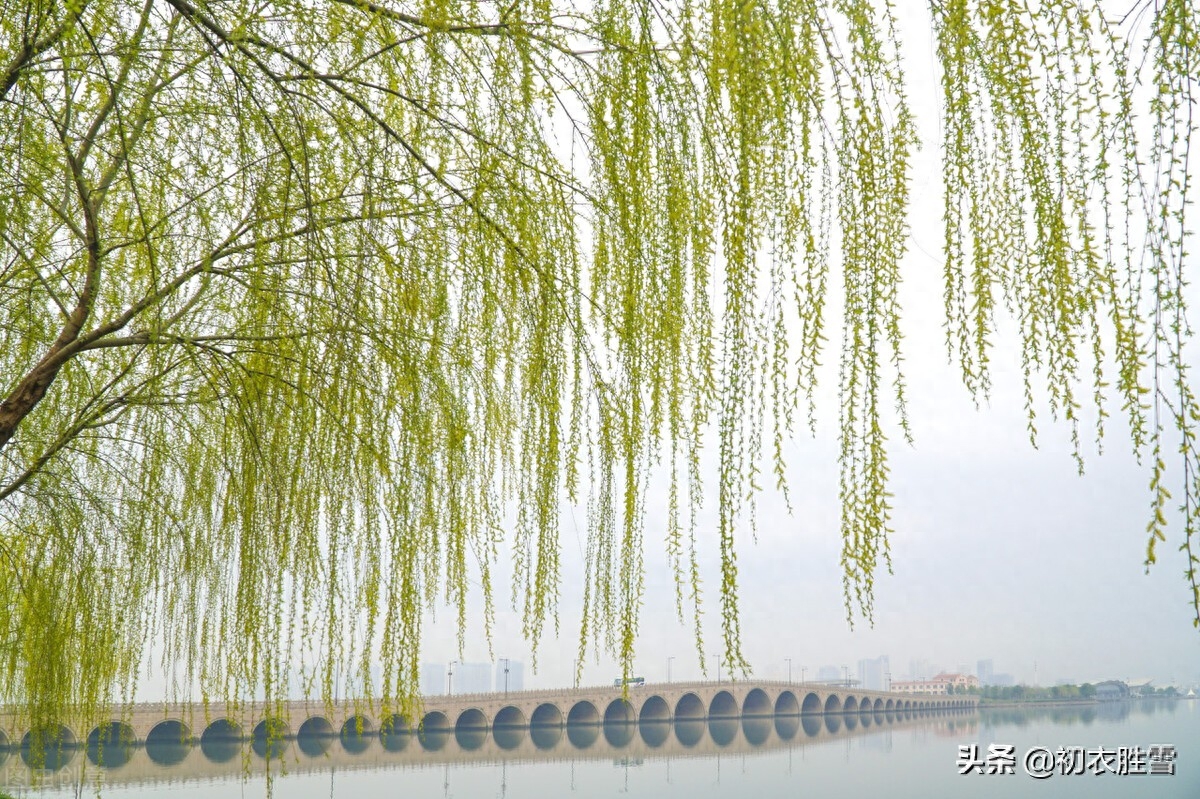 杨柳唯美诗词大全（先唐杨柳古诗七首）