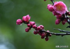 早春春雨美诗五首赏析（隔帘春雨细，莺声细雨中）