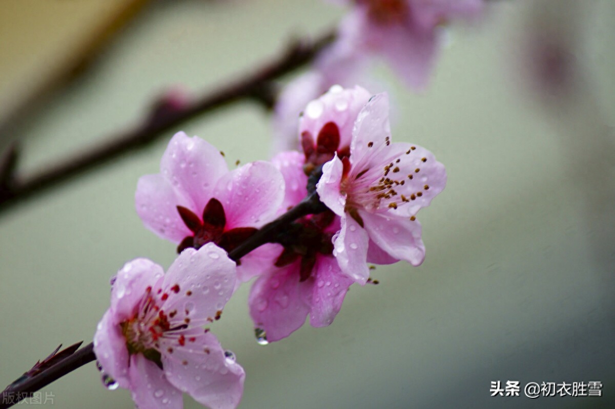 早春春雨美诗五首赏析（隔帘春雨细，莺声细雨中）