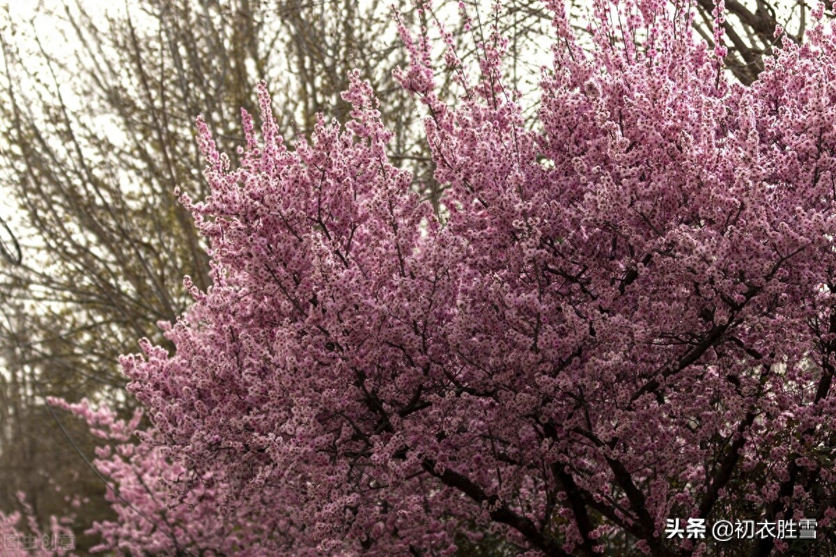 春寒梅花美诗五首（雨后春寒冽，窗下有梅花）