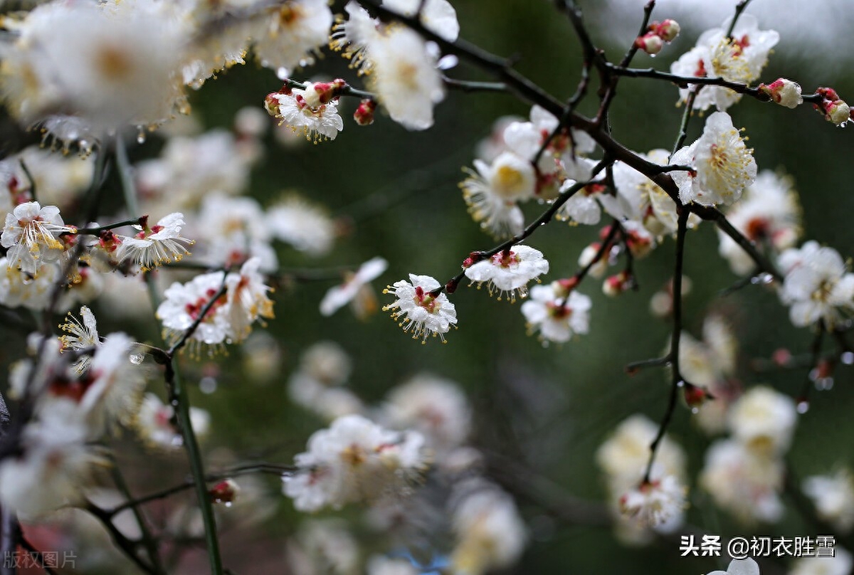 春寒梅花美诗五首（雨后春寒冽，窗下有梅花）