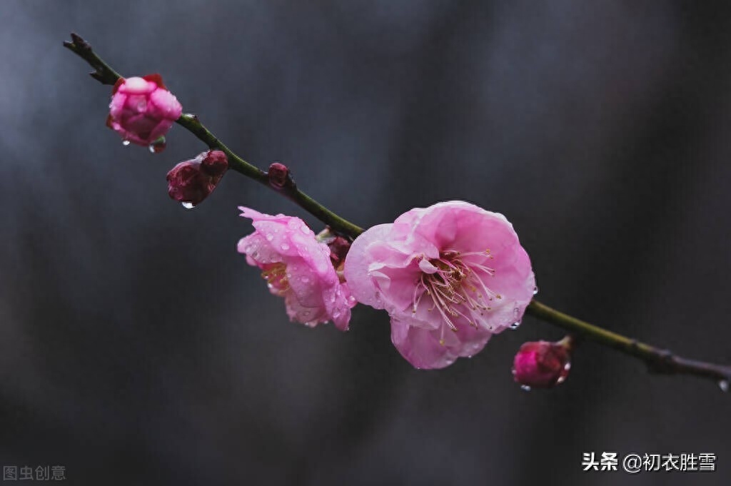 春寒梅花美诗五首（雨后春寒冽，窗下有梅花）