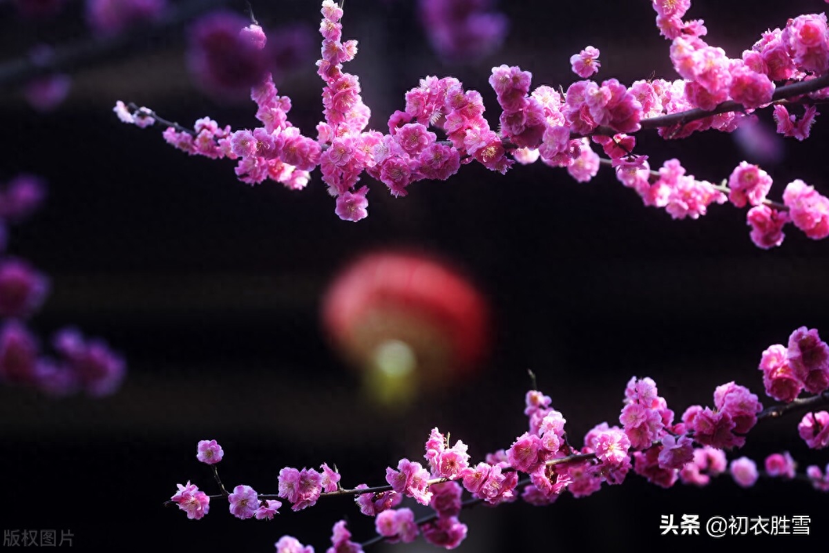 春寒梅花美诗五首（雨后春寒冽，窗下有梅花）