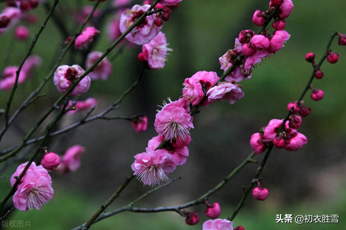 春寒梅花美诗五首（雨后春寒冽，窗下有梅花）