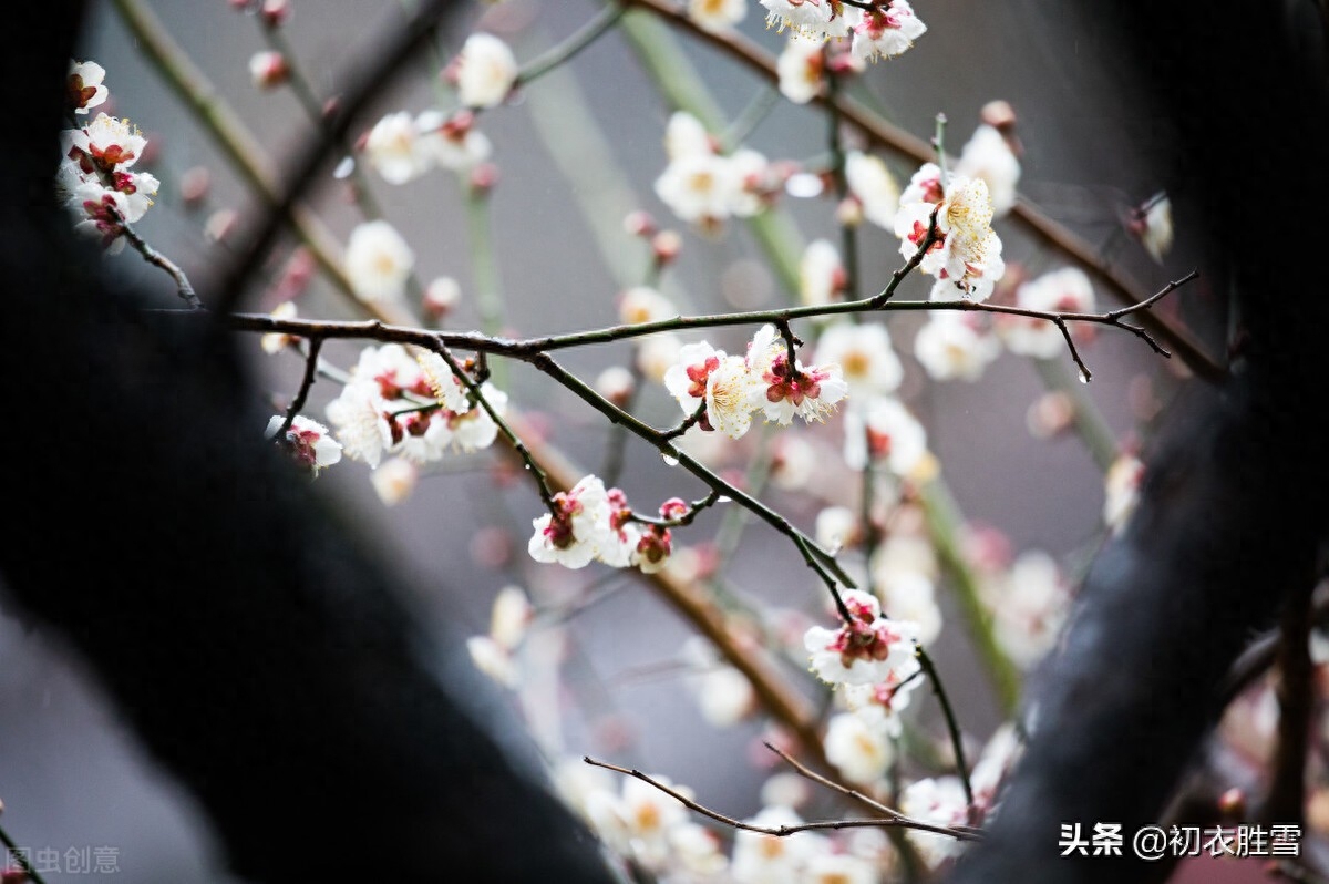 春寒梅花美诗五首（雨后春寒冽，窗下有梅花）