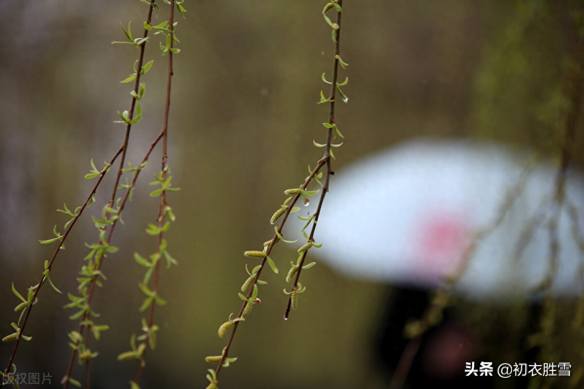 早春唯美诗词有哪些（早春春雨绝句七首）