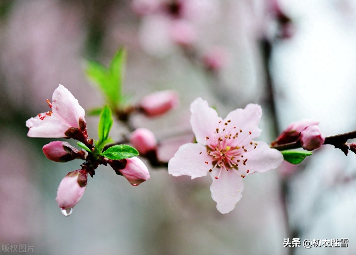 早春唯美诗词有哪些（早春春雨绝句七首）