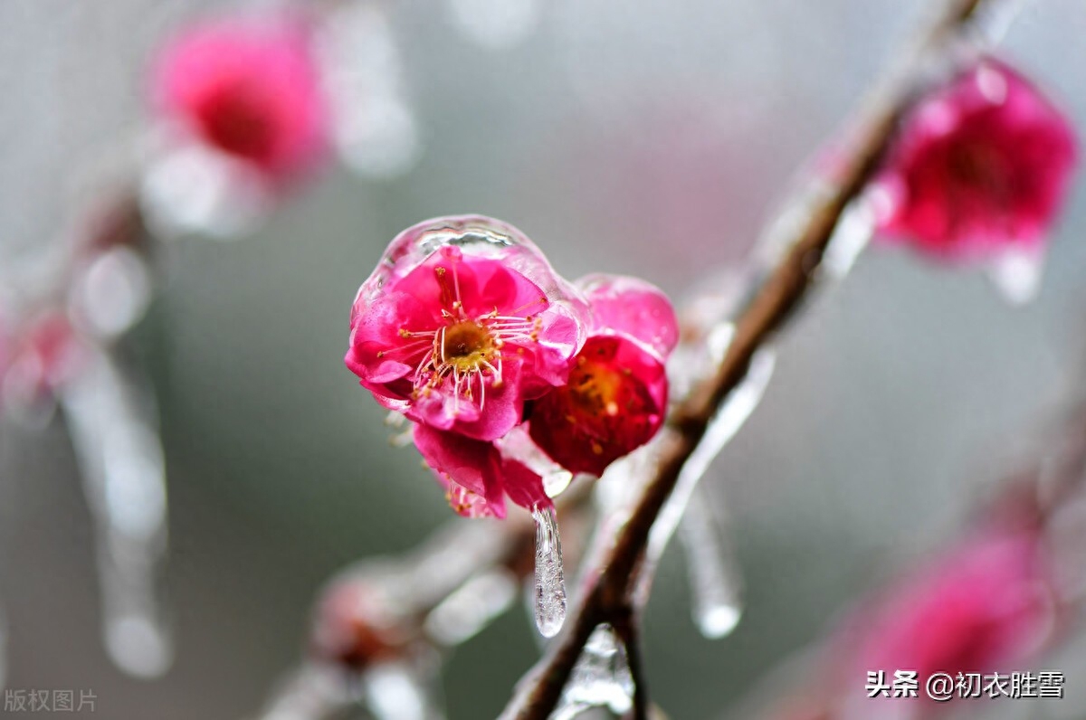 春雪唯美诗词有哪些（唯美春雪唐诗七首）