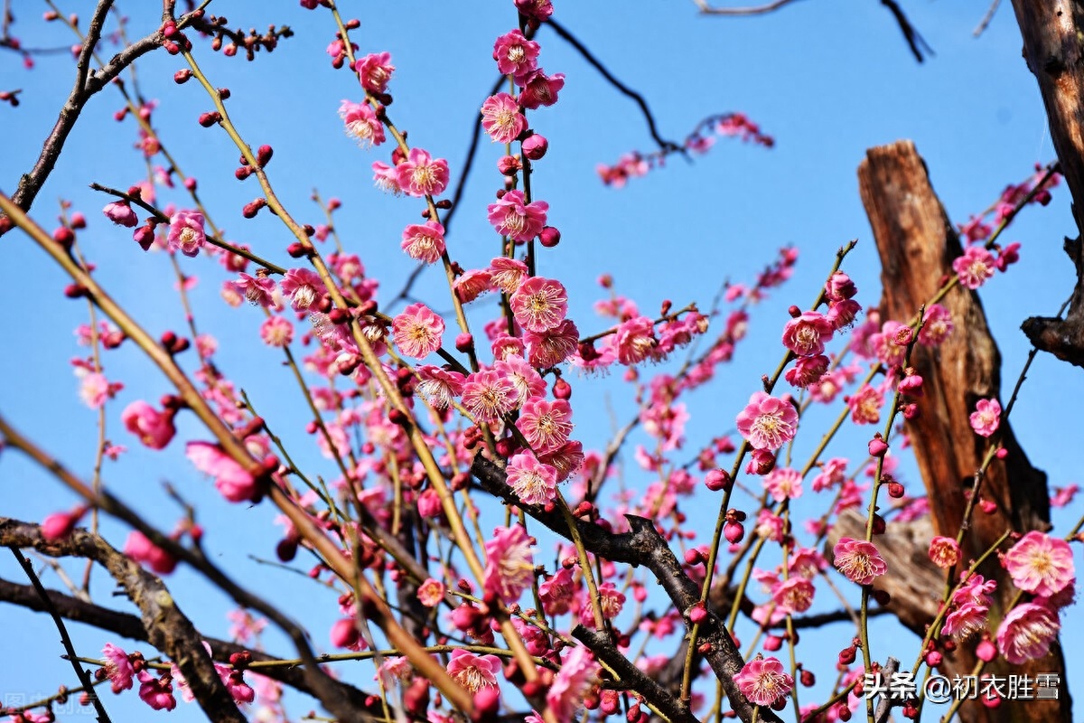 早春梅花美诗六首（开到梅花雪满轩，万花如玉月如银）