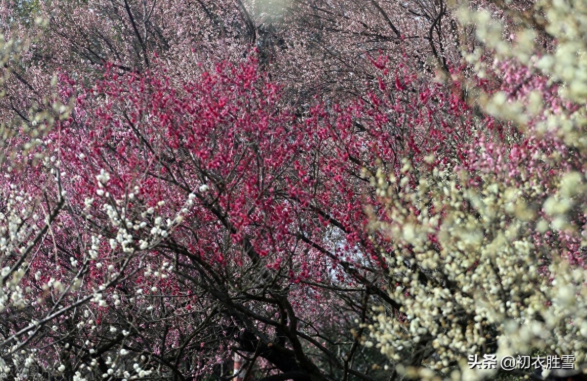 早春梅花美诗六首（开到梅花雪满轩，万花如玉月如银）