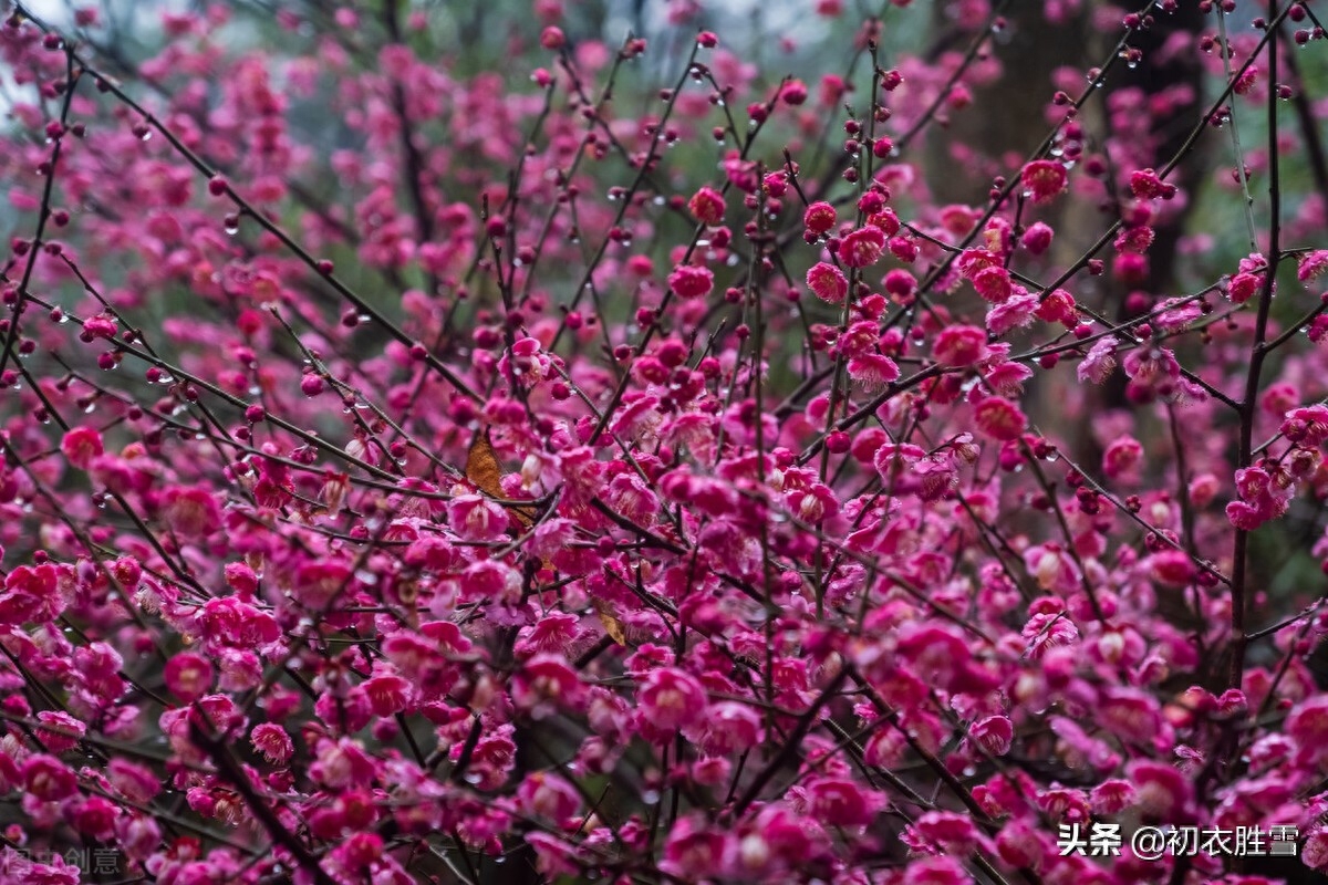 早春梅花美诗六首（开到梅花雪满轩，万花如玉月如银）